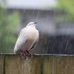 bird-7850999_1280