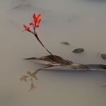 Carol - As flores ao redor nature-3046562_1280